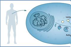 Ιάπωνες γιατροί μιλούν για την αυτοφαγία και πώς αυτή συνδέεται με τη διαλείπουσα νηστεία
