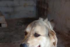 Σωτήρης Καποτης :Συνεχίζουμε το έργο μας με γνώμονα την κοινωνική προσφορά και την ευζωία των αδέσποτων-δεσποζομενων φίλων μας.