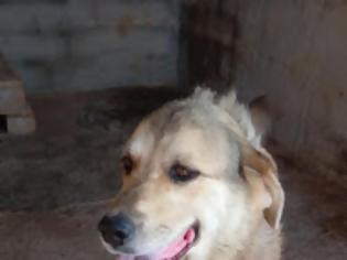 Φωτογραφία για Σωτήρης Καποτης :Συνεχίζουμε το έργο μας με γνώμονα την κοινωνική προσφορά και την ευζωία των αδέσποτων-δεσποζομενων φίλων μας.