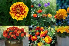 Κατιφές. Από τα ...σύμβολα του καλοκαιριού σε κήπους και μπαλκόνια