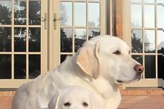 Σωτηρης Καποτης : Από 1 Ιουλίου 2025: Υποχρεωτική στείρωση ή καταγραφή DNA για δεσποζόμενα ζώα