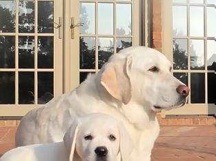 Φωτογραφία για Σωτηρης Καποτης : Από 1 Ιουλίου 2025: Υποχρεωτική στείρωση ή καταγραφή DNA για δεσποζόμενα ζώα