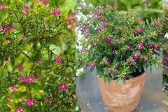 Κουφέα. Ελάχιστη φροντίδα και εντυπωσιακή καλοκαιρινή ανθοφορία