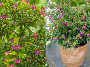 Φωτογραφία για Κουφέα. Ελάχιστη φροντίδα και εντυπωσιακή καλοκαιρινή ανθοφορία