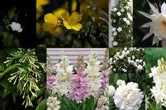 Νυχτερινός κήπος: Φυτά που ανθίζουν ή μοσχοβολούν το βράδυ