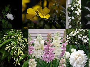 Φωτογραφία για Νυχτερινός κήπος: Φυτά που ανθίζουν ή μοσχοβολούν το βράδυ