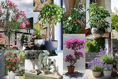 10 Παρεξηγημένα φυτά και γιατί αξίζουν μια δεύτερη ευκαιρία