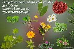 Βότανα που μπορούμε να συλλέξουμε στη χώρα μας