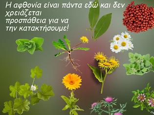 Φωτογραφία για Βότανα που μπορούμε να συλλέξουμε στη χώρα μας