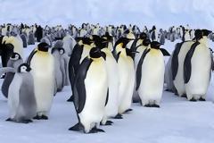 ΟΙ 3 ΕΝΑΛΛΑΚΤΙΚΕΣ ΠΡΟΤΑΣΕΙΣ ΓΙΑ ΝΑ ΦΥΓΕΤΕ ΑΠΟ ΤΑ WINDOWS ΣΤΟ PC