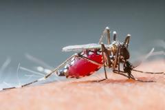 ΕΟΔΥ: 2 θάνατοι ασθενών με ιό του Δυτικού Νείλου - 12 νέα κρούσματα