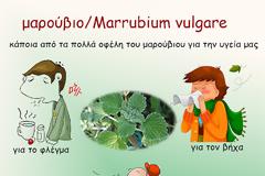 μαρούβιο το κοινό/Marrubium vulgare - λίγα λόγια για ένα λίγο-πολύ, άγνωστο βότανο