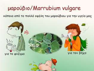 Φωτογραφία για μαρούβιο το κοινό/Marrubium vulgare - λίγα λόγια για ένα λίγο-πολύ, άγνωστο βότανο