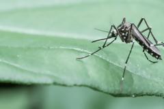 ΕΟΔΥ: 1 ακόμη θάνατος από ιό του Δυτικού Νείλου και 13 νέα κρούσματα