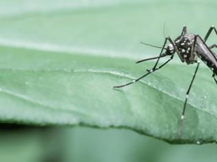 Φωτογραφία για ΕΟΔΥ: 1 ακόμη θάνατος από ιό του Δυτικού Νείλου και 13 νέα κρούσματα
