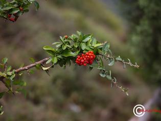Φωτογραφία για φθινόπωρο - ας τι υποδεχτούμε όπως του πρέπει!