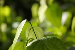 όταν με ρώτησαν τι είναι η βοτανολογία για έναν ποιητής ντίνα είπα...