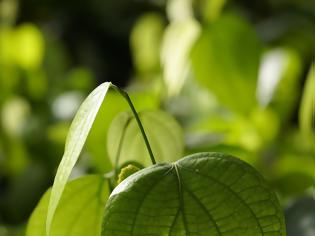 Φωτογραφία για όταν με ρώτησαν τι είναι η βοτανολογία για έναν ποιητής ντίνα είπα...
