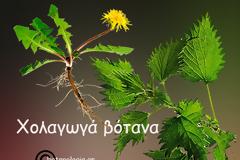 Οι δράσεις των βοτάνων – ισχυρότατα βότανα για την υγεία της χολής μας