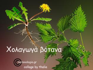 Φωτογραφία για Οι δράσεις των βοτάνων – ισχυρότατα βότανα για την υγεία της χολής μας