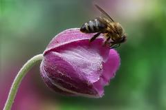 Το δηλητήριο της μέλισσας σκοτώνει τα καρκινικά κύτταρα του μαστού σε 60′!