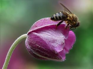 Φωτογραφία για Το δηλητήριο της μέλισσας σκοτώνει τα καρκινικά κύτταρα του μαστού σε 60′!