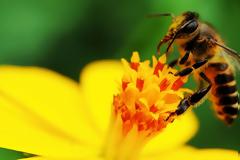 Καρκίνος του μαστού: Το δηλητήριο της μέλισσας σκοτώνει καρκινικά κύτταρα σε 60′