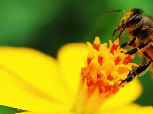 Φωτογραφία για Καρκίνος του μαστού: Το δηλητήριο της μέλισσας σκοτώνει καρκινικά κύτταρα σε 60′