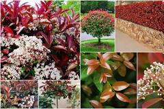 Φωτίνια. O θάμνος που αλλάζει χρώμα ανάλογα με τις εποχές