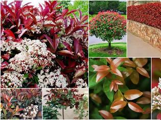 Φωτογραφία για Φωτίνια. O θάμνος που αλλάζει χρώμα ανάλογα με τις εποχές