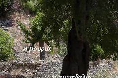 στο χώρο του παλιού μας σπιτιού, στο αέναο τώρα, μύρισα τις τριανταφυλλιές, γεύτηκα τις 