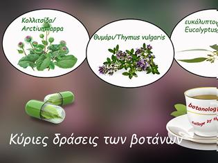 Φωτογραφία για Εγκυκλοπαίδεια Υγείας – Ένας οδηγός για κοινά φαρμακευτικά βότανα 2ο