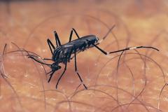 ΕΟΔΥ: 'Εξι νέα κρούσματα ιού Δυτικού Νείλου