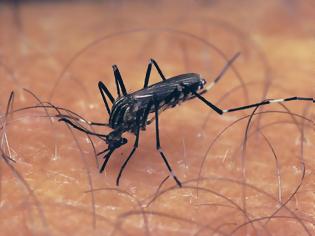 Φωτογραφία για ΕΟΔΥ: 'Εξι νέα κρούσματα ιού Δυτικού Νείλου