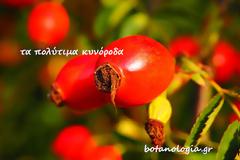 Απολαυστικά ροφήματα με καρπούς αγριοτριανταφυλλιάς