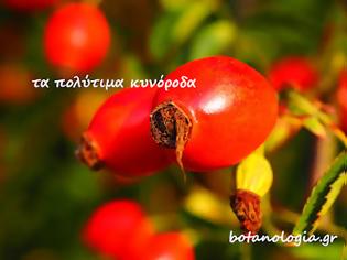 Φωτογραφία για Απολαυστικά ροφήματα με καρπούς αγριοτριανταφυλλιάς