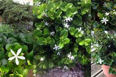 Καρίσα. Το πανέμορφο 