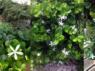 Φωτογραφία για Καρίσα. Το πανέμορφο Γιαπωνέζικο γιασεμί