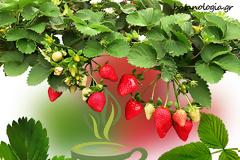 Ετοιμάζω ρόφημα με αποξηραμένα φύλλα φραουλιάς!