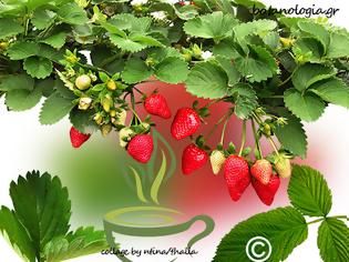 Φωτογραφία για Ετοιμάζω ρόφημα με αποξηραμένα φύλλα φραουλιάς!