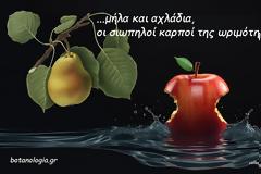 Μήλα και αχλάδια, οι σιωπηλοί καρποί της ωριμότητας!