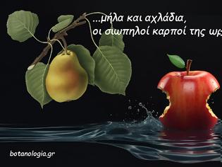 Φωτογραφία για Μήλα και αχλάδια, οι σιωπηλοί καρποί της ωριμότητας!