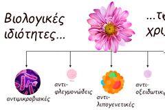 Απολαυστικό ρόφημα χρυσάνθεμου, του λουλουδιού που τα πέταλά του προάγουν τη μακροζωία μας!