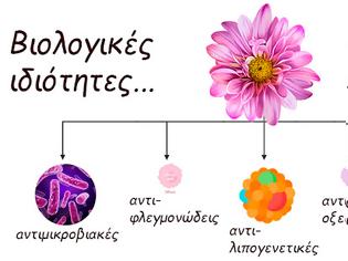 Φωτογραφία για Απολαυστικό ρόφημα χρυσάνθεμου, του λουλουδιού που τα πέταλά του προάγουν τη μακροζωία μας!