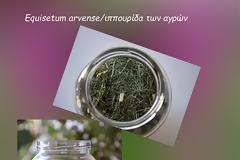 Πολυκόμπι – Ένα ισχυρότατο διουρητικό και αντιφλεγμονώδες βότανο