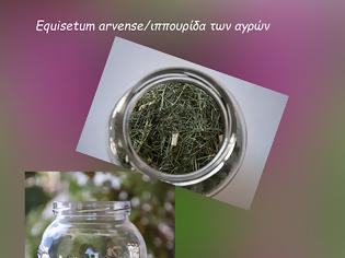 Φωτογραφία για Πολυκόμπι – Ένα ισχυρότατο διουρητικό και αντιφλεγμονώδες βότανο