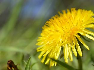 Φωτογραφία για Το θαυματουργό αγριοράδικο – η ισχυρή αντικαρκινική δράση της ρίζας του Taraxacum officinale