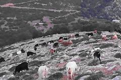 ΞΗΡΟΜΕΡΟ: Σέλα του βουνού και της μνήμης…-Γράφει η Μαρία Ν. Αγγέλη