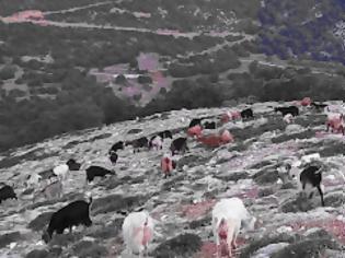 Φωτογραφία για ΞΗΡΟΜΕΡΟ: Σέλα του βουνού και της μνήμης…-Γράφει η Μαρία Ν. Αγγέλη