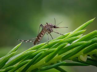 Φωτογραφία για Ιός του Δυτικού Νείλου: Τέσσερα νέα εγχώρια κρούσματα και ένας θάνατος σε μία εβδομάδα